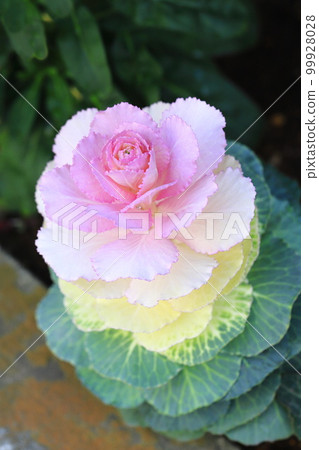 Manryo with red fruits Manryo with red fruits 99928028