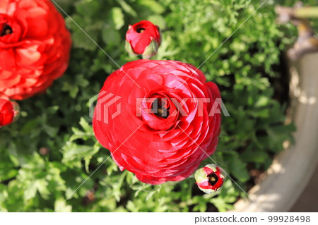 鮮紅毛茛（花金花） 99928498