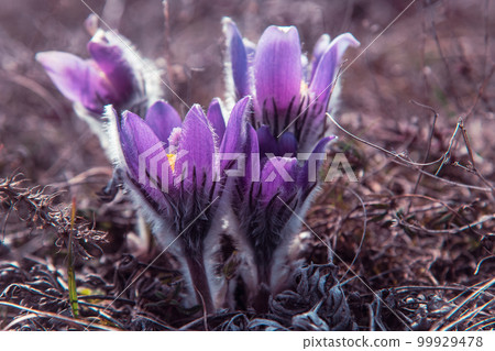 Pulsatilla halleri or pulsatilla taurica flowers 99929478