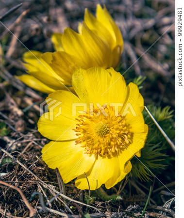 Yellow pheasant's eye or Adonis vernalis flower in nature Yellow pheasant's eye or Adonis vernalis flower in nature 99929481