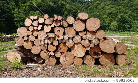 Cypress logs Cypress logs 99929502