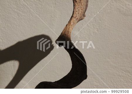 The vines wrapped around the felled trees have a very strange shape. The vines wrapped around the felled trees have a very strange shape. 99929508
