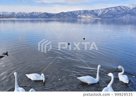 冬天的支笏湖 99929535