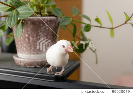 Male white sparrow and foliage plants 99930079