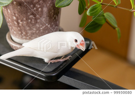 Male white sparrow and foliage plants 99930080