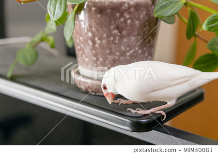 Male white sparrow and foliage plants 99930081