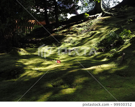 Moss garden Moss garden 99930352