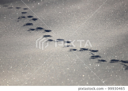 Footprints in the snowfield Ezo red fox Footprints in the snowfield Ezo red fox 99930465