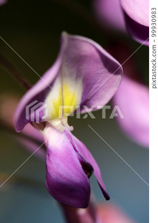 Macro photography and close-up images of wisteria flowers with contrast between natural light and shadow. 99930983