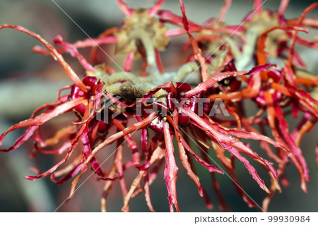 A macro close-up shot of a sober witch hazel flower in the fields and mountains in early spring. A macro close-up shot of a sober witch hazel flower in the fields and mountains in early spring. 99930984