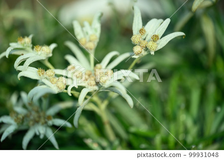 Beautiful Edelweiss flower blossom, Mountain flower and used in traditinal medine 99931048
