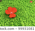 Crimson flowers in a green carpet 99931081
