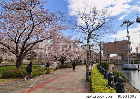 Minato Mirai Sakura in Yokohama 99931098