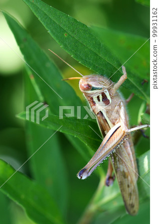 用微距鏡頭近距離拍攝一隻躲在草葉陰影中的蝗蟲全身。 99931162
