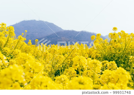 強姦開花 強姦開花 99931748