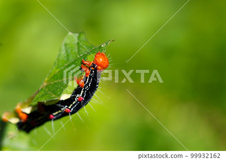 Poisonous colored head of a larva of a moth, the squamous sparrow (macro and close-up photography) Poisonous colored head of a larva of a moth, the squamous sparrow (macro and close-up photography) 99932162