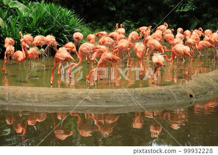 A flock of swarming red and pink flamingos in singapore zoo A flock of swarming red and pink flamingos in singapore zoo 99932228