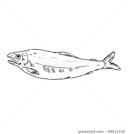 Realistic hand-drawn illustration of ayu 99932356