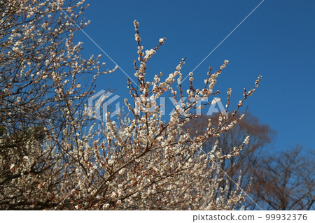 I walked in Mitsuike Park I walked in Mitsuike Park 99932376