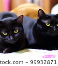 Black cat brothers Black cat brothers 99932871