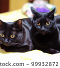Black cat brothers Black cat brothers 99932872