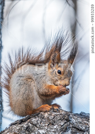 The squirrel with nut sits on a branches in the spring or summer. 99933289
