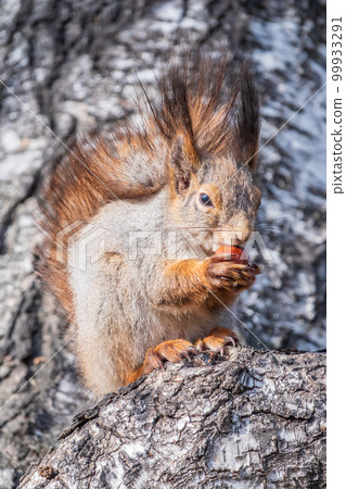 The squirrel with nut sits on a branches in the spring or summer. 99933291