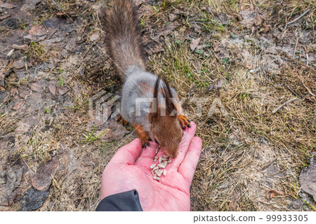 A squirrel in the spring or autumn eats nuts from a human hand. Eurasian red squirrel, Sciurus vulgaris 99933305