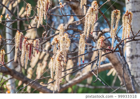 Backlit cluster of female European aspen or Quaking Aspen, Populus tremuloides, catkins, under the soft spring sun Backlit cluster of female European aspen or Quaking Aspen, Populus tremuloides, catkins, under the soft spring sun 99933318