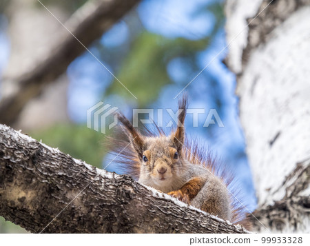 The squirrel sits on a branches in the spring or summer. 99933328