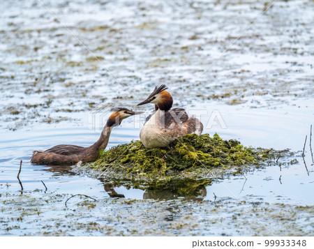 A pair of water birds, Great Crested Grebe, feeding chick at nest. A pair of water birds, Great Crested Grebe, feeding chick at nest. 99933348