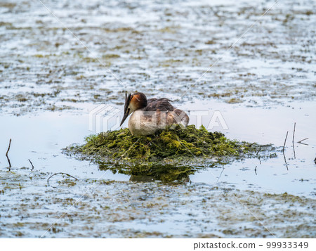Great Crested Grebe, Podiceps cristatus, water bird sitting on the nest, nesting time on the green lake Great Crested Grebe, Podiceps cristatus, water bird sitting on the nest, nesting time on the green lake 99933349