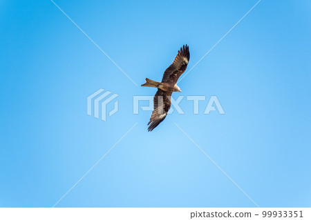 The bird of prey Black Kite flying in blue Sky 99933351