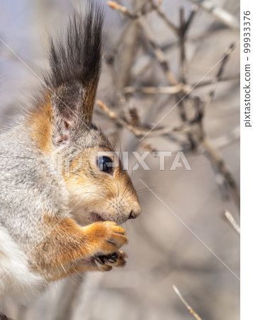 The squirrel with nut sits on tree in the winter or late autumn. Portrait of the squirrel close-up The squirrel with nut sits on tree in the winter or late autumn. Portrait of the squirrel close-up 99933376