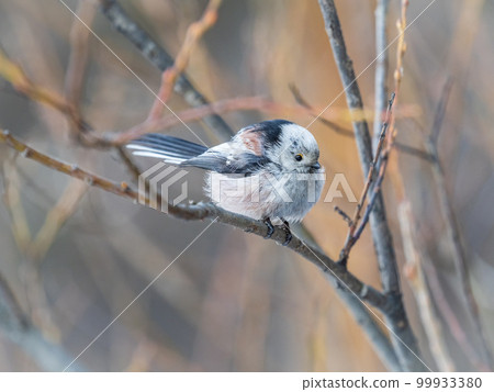 European long-tailed tit, latin name Aegithalos caudatus. A bird sitting on a branch in a deciduous forest. European long-tailed tit, latin name Aegithalos caudatus. A bird sitting on a branch in a deciduous forest. 99933380