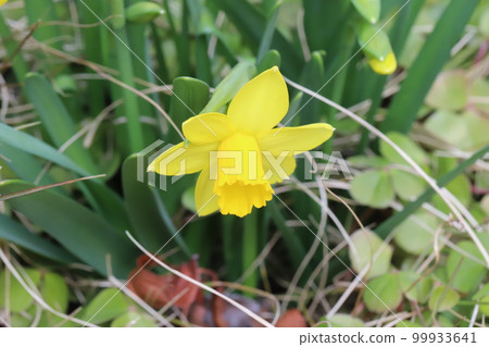 日本早春花園中盛開的黃色四葉草(迷你水仙)花 日本早春花園中盛開的黃色四葉草(迷你水仙)花 99933641
