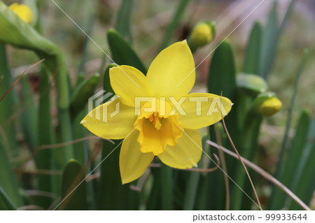 Yellow tetterate (mini narcissus) flowers blooming in a Japanese early spring garden Yellow tetterate (mini narcissus) flowers blooming in a Japanese early spring garden 99933644