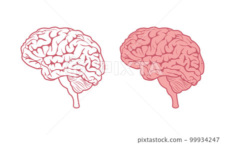 Brain. Brain image in cartoon and linear style. The human brain. Children s coloring book. Vector illustration isolated on a white background Brain. Brain image in cartoon and linear style. The human brain. Children s coloring book. Vector illustration isolated on a white background 99934247