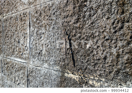 Walking Stick insect camouflaged on a stone wall 99934412