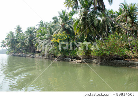 Backwaters of Kemmanu delta Backwaters of Kemmanu delta 99934505