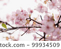Close-up of Kawazu cherry tree 99934509