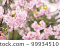 Close-up of Kawazu cherry tree 99934510