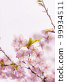 Close-up of Kawazu cherry tree 99934511
