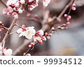 Close-up of plum blossoms and buds 99934512