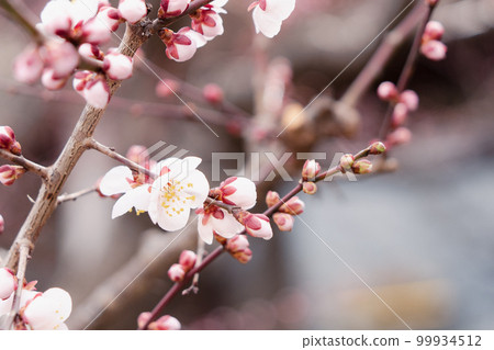 Close-up of plum blossoms and buds Close-up of plum blossoms and buds 99934512