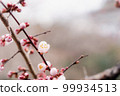 Close-up of plum blossoms and buds 99934513