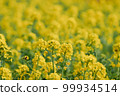 Canola flowers and bees on one side 99934514