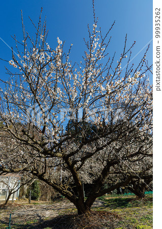 2023 Early Spring Tsukigase Baikei Plum Blossoms White Plum Trees Blooming for 7 Minutes 2023 Early Spring Tsukigase Baikei Plum Blossoms White Plum Trees Blooming for 7 Minutes 99935262