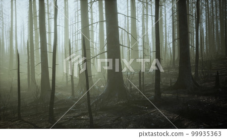 Burned forest in the mountains 99935363