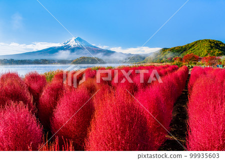 深紅的地膚和富士山～河口湖大石公園～ 99935603